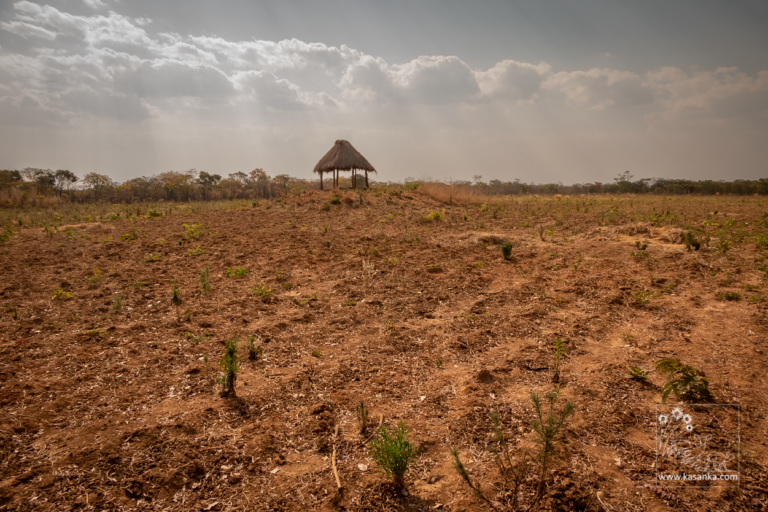 Illegal land clearance in Njelele CFA