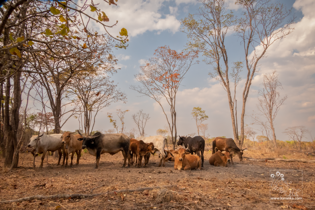 Illegal livestock farming in Njelele CFA