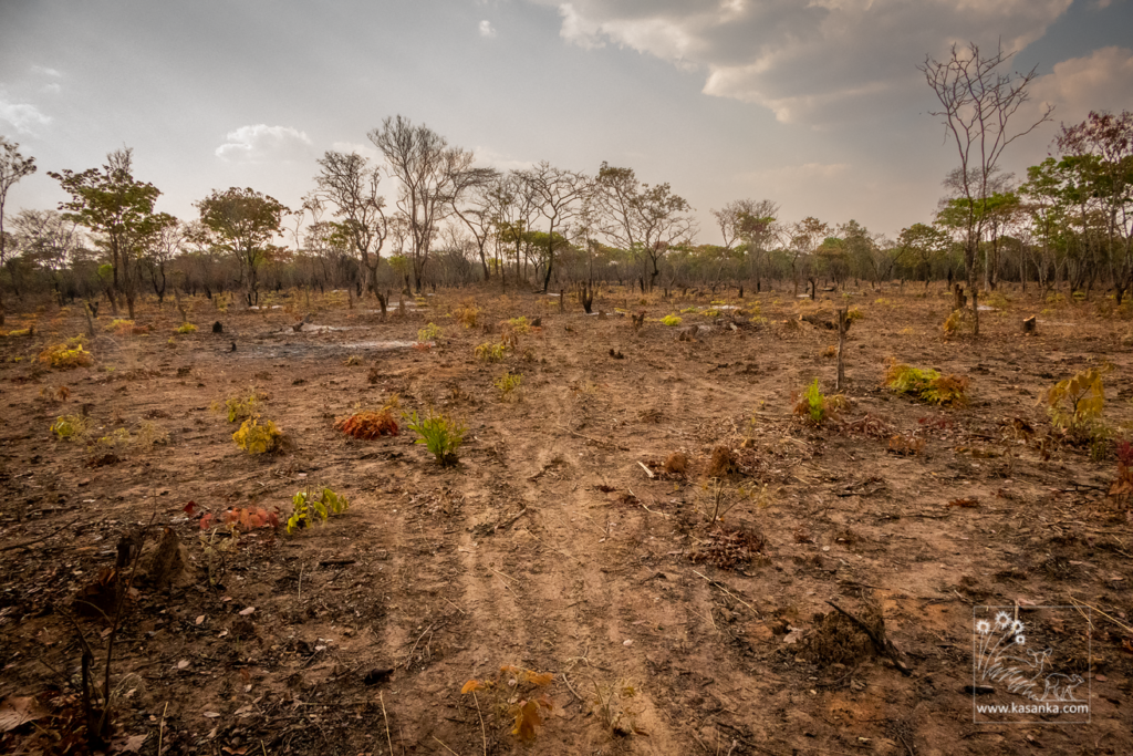 Illegal land clearance in Njelele CFA