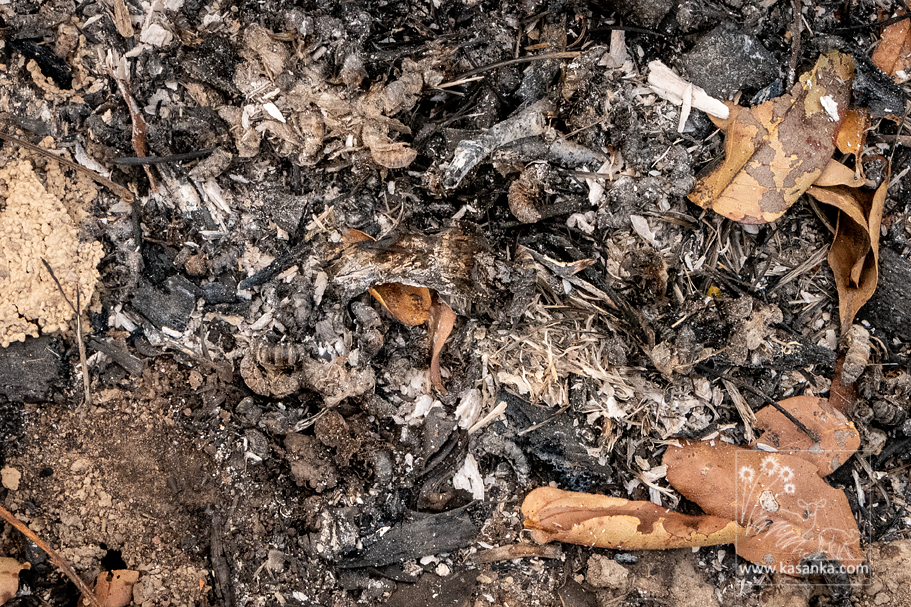 Bees burned alive in their hive among the Njelele CFA