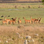 Puku Research