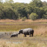 Kasanka Hippos