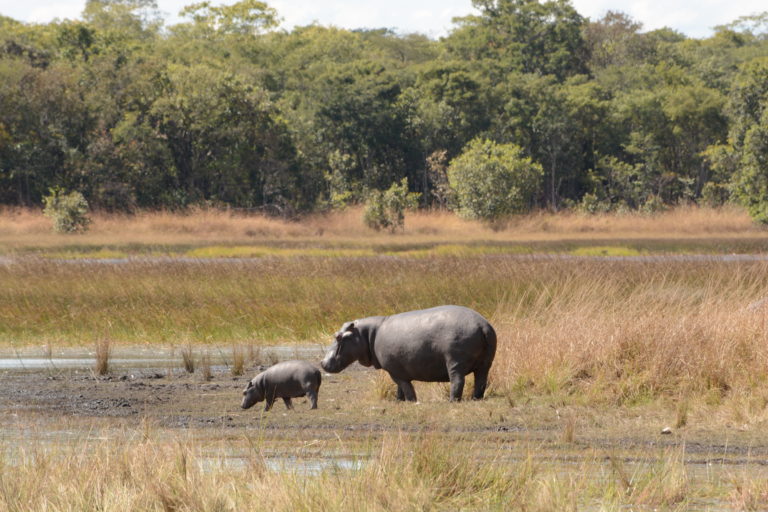Kasanka Hippos
