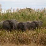 Kasanka Elephant Research