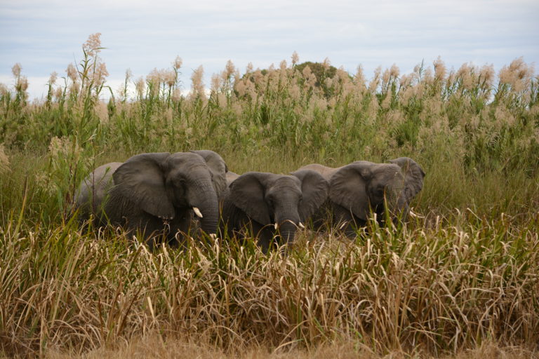 Kasanka Elephant Research