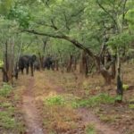 Kasanka Elephant Research