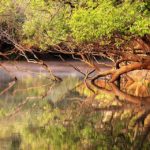 Kasanka Luwombwa River