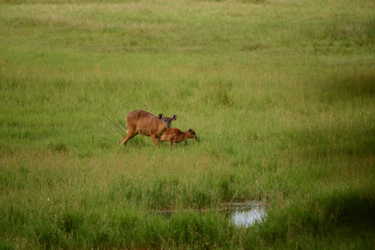 Sitatunga