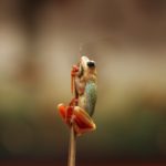 Kasanka frog