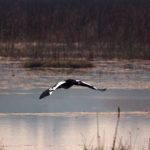 Kasanka Birds
