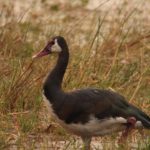 Kasanka Birds