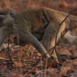 Kasanka Vervet
