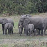 Kasanka Elephant Research