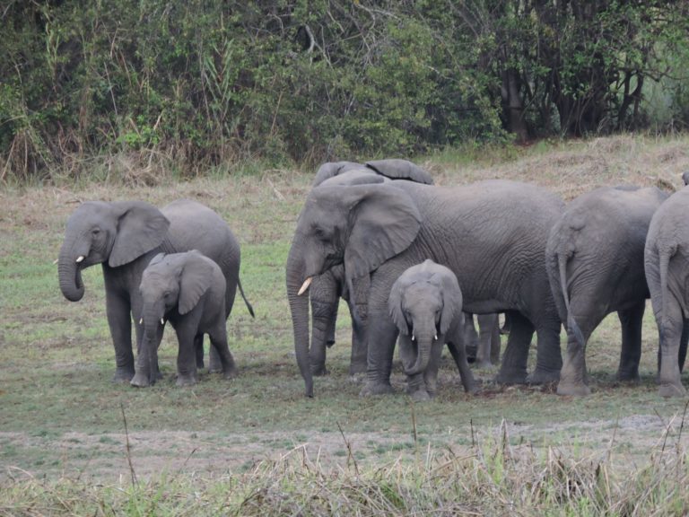 Kasanka Elephant Research