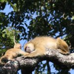 Kasanka Kinda Baboons