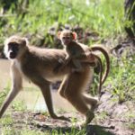 Kasanka Kinda Baboons