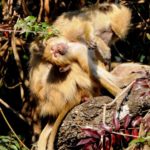 Kasanka Kinda Baboons