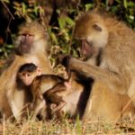 Kasanka Kinda Baboons