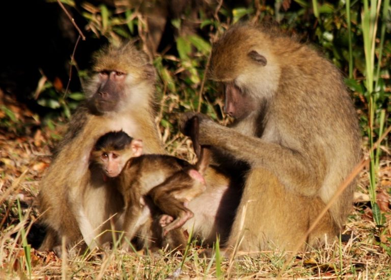 Kasanka Kinda Baboons