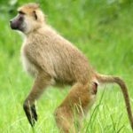 Kasanka Kinda Baboons