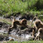 Kasanka Kinda Baboons