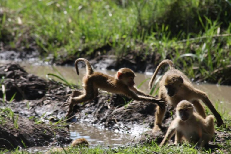 Kasanka Kinda Baboons