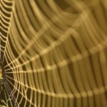 Kasanka web
