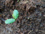 Planting