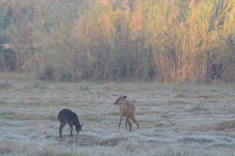 @Gerry Taylor - Sitatunga