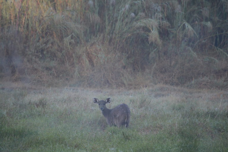 @Gerry Taylor - Sitatunga