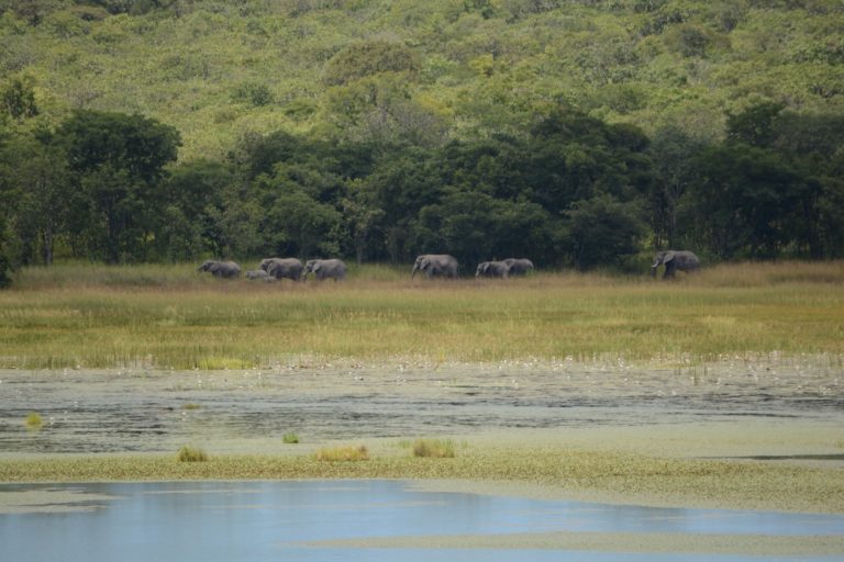 @ Kasanka National Park Elephants (6)