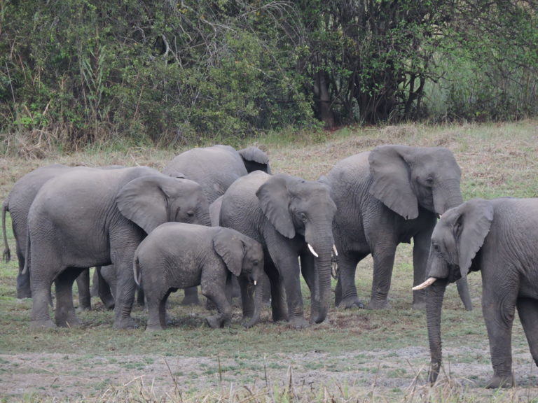 @Kasanka Elephants Frank Willems (22)