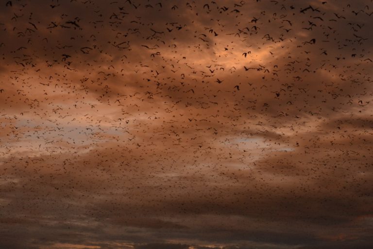 Kasanka Bat Season 2019 @Richard Peel