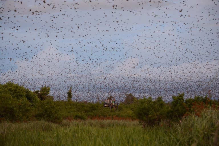 Kasanka Bat Season 2019 @Richard Peel