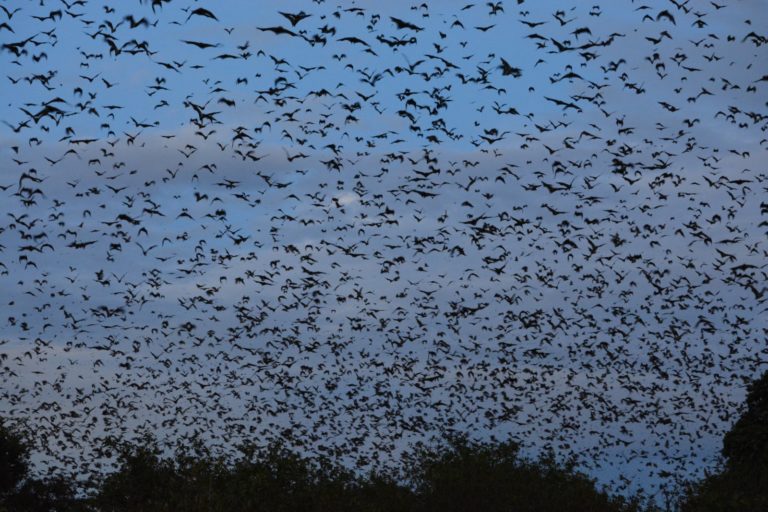 Kasanka Bat Season 2019 @Richard Peel