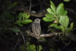 Kasanka African wood owl