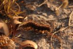 Kasanka Caterpillar