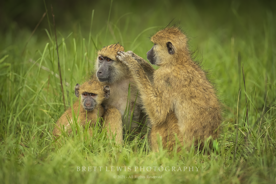 Kinda Baboon (© 2022 Brett Lewis)