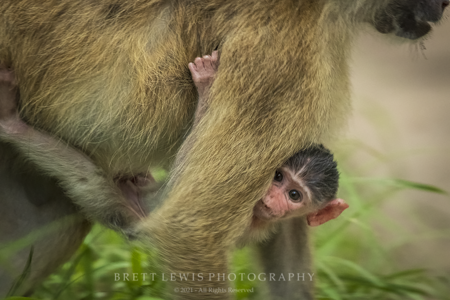 Kinda Baboon (© 2022 Brett Lewis)
