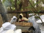 Beekeeping workshop at KCC