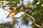 Kasanka Birds
