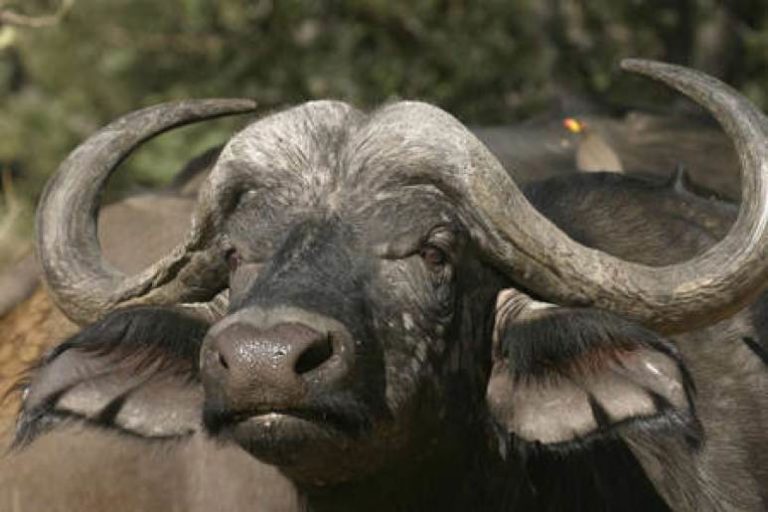 Buffalo