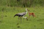 Kasanka Birds