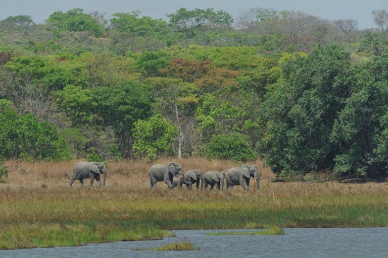 Elephants at Wasa Lake