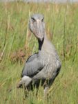 Kasanka Shoebill