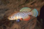 Kasanka Fish