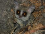 Kasanka Bushbaby