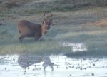 Kasanka Sitatunga