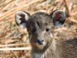 Kasanka Sitatunga