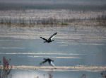 Kasanka Birds